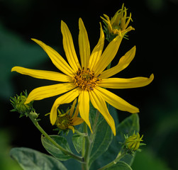 Yellow Whorled Rosinweed in fall bloom