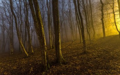Night spring forest. A thick night mist, light from a lantern and the moon. Full moon. Mysteriousness.