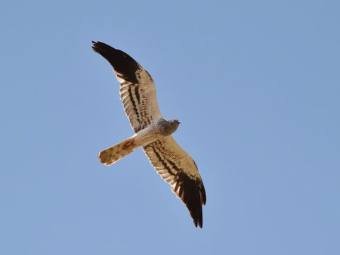 Male of the Montagu's harrier (Circus pygargus)