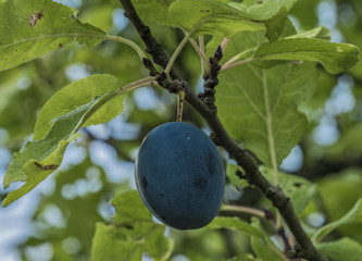 Blue plum on summer green tree in north Bohemia
