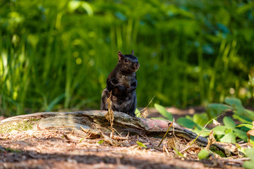 Naklejka na ściany i meble cute black squirrel standing on the tree root with green background
