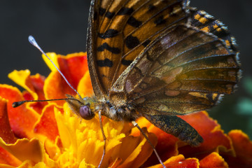 Fototapeta na wymiar Butterfly extracts the nectar from the flower