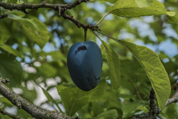Blue plum on summer green tree in north Bohemia