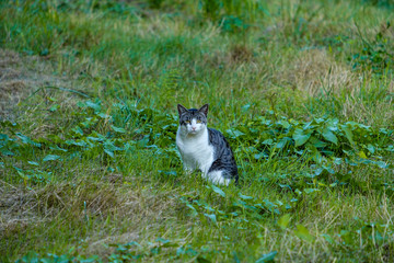 beautiful wildcat with white legs and black back watching you while sitting on the grass