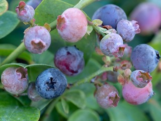 Blueberry Plant