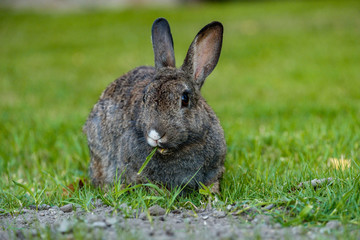 brown rabbit sitting on the ground eating grass at green grassy field