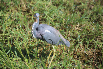 Naklejka premium Everglades