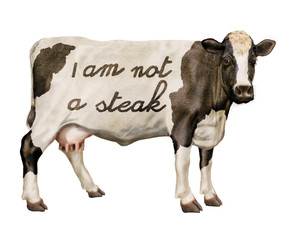 vache laitière, protection des animaux,vegan,
