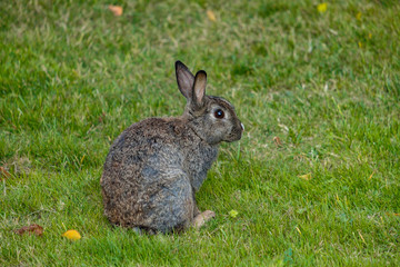 brown rabbit sitting on the ground eating grass at green grassy field