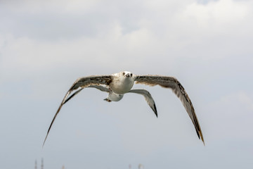 Fototapeta premium Single seagull flying in a sky as a background