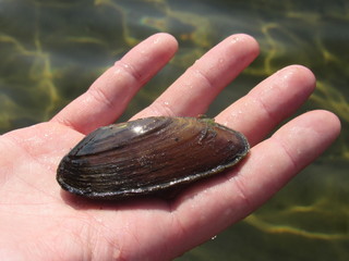 A freshwater mussel held in a man's hand at a lake 