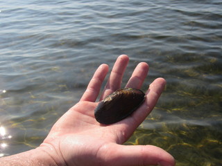 A freshwater mussel held in a man's hand at a lake 