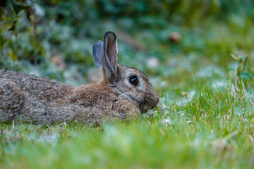 brown rabbit laying on the grassy ground in the shade