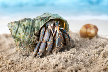 Colorful hermit crab on the beach. - obrazy, fototapety, plakaty