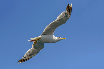 Single seagull flying in a sky as a background