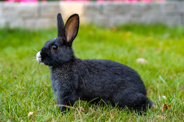 side portrait of cute black bunny with white nose