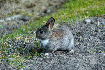 portrait of cute grey bunny with white neck  sitting on grass