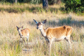 Naklejka na ściany i meble Animales Parque Nacional de Doñana