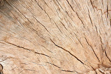 detailed wood texture of beech