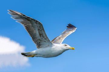 Single seagull flying in a sky as a background