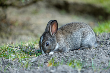 portrait of cute grey bunny with white neck eating  grass