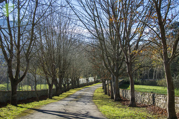 Way with trees 4