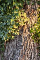rough tree trunk surface covered partially with green leaves under the setting sun light background