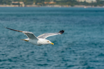 Single seagull flying in a sky as a background