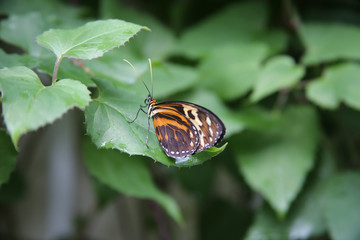butterflies