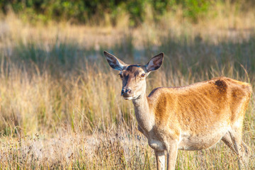 Parque Nacional de Doñana