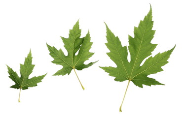 Fototapeta premium set green plane tree, sycamore leaf isolated on white background