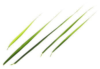 set green leaves common bulrush, isolated on white background, clipping path
