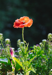 red poppy flowers