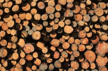 sawed off tree trunks in a sunny day - obrazy, fototapety, plakaty