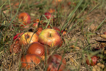 Äpfel sind auf vdem Boden gefallen