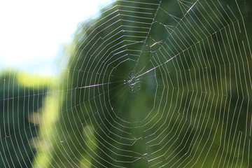 Spider Web, Autumn