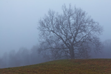 Fototapeta na wymiar Old sycamore tree on a foggy morning