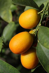 Kumquat fruit in a bush