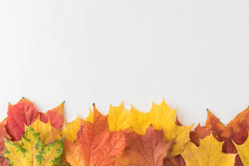 Bright autumn leaves on a light background