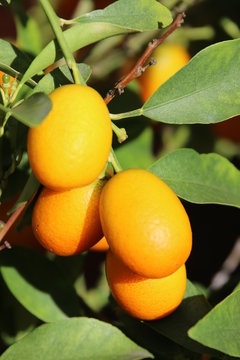 Kumquat fruit, bush