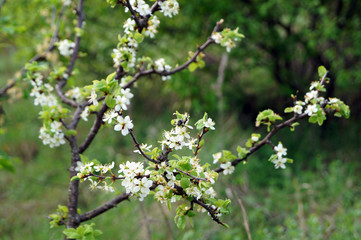 Apple tree in blooming