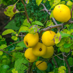 Cidonia - northern lemon. Yellow cidonia.