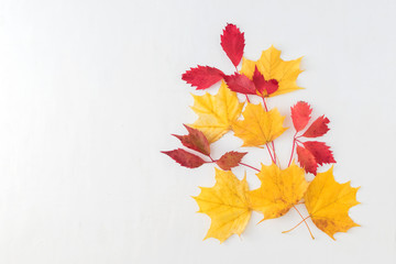 Naklejka na ściany i meble Bright autumn leaves on a light background