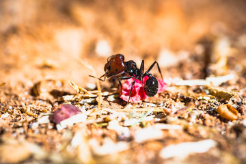 Macro in the garden