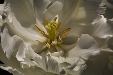 closeup of white flower exploded tulip