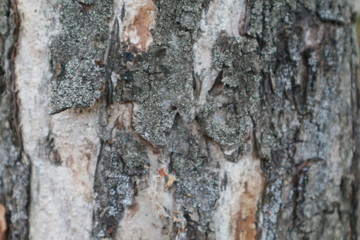 Birch texture