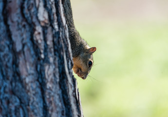 Cute squirrel at the Lake Balboa Park in Los Angeles, California, hiding behind the tree