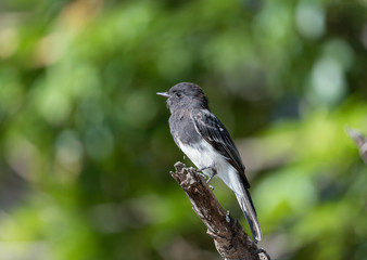 Black phoebe at the Lake Balboa Park in Los Angeles, California