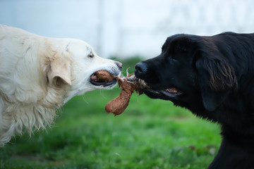 White golden retriever and black newfoundland dog play tug of war with a dog toy