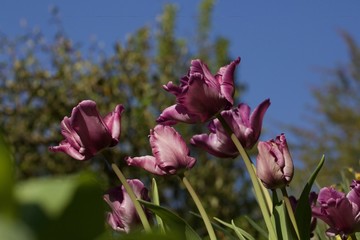 pink tulip flowers in summer sun